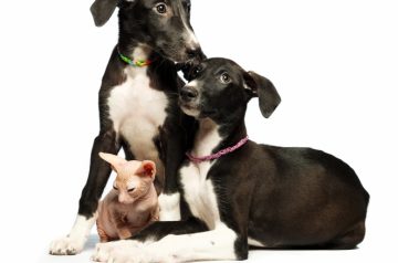 17089144-two-cute-puppy-greyhounds-and-kitten-don-sphynx-on-a-white